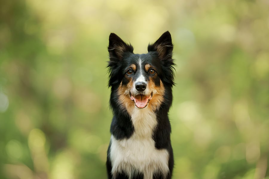 A black, white, and tan dog with upright ears sits outdoors, looking at the camera with its mouth open, against a blurred green background.