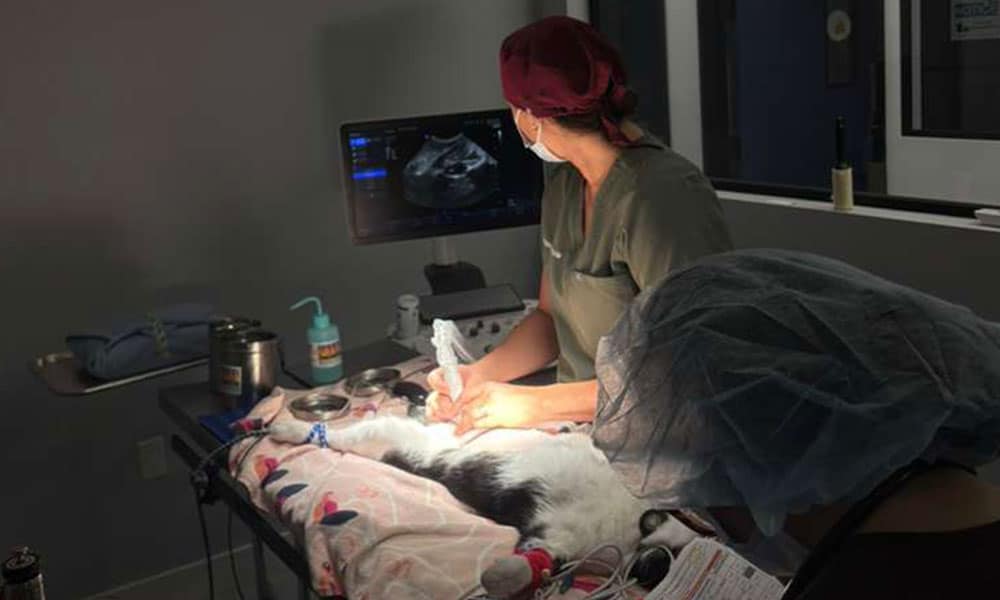 Two veterinary professionals perform an ultrasound exam on a sedated cat lying on a blanket-covered table, with medical equipment and a monitor displaying an image in a dimly lit exam room.