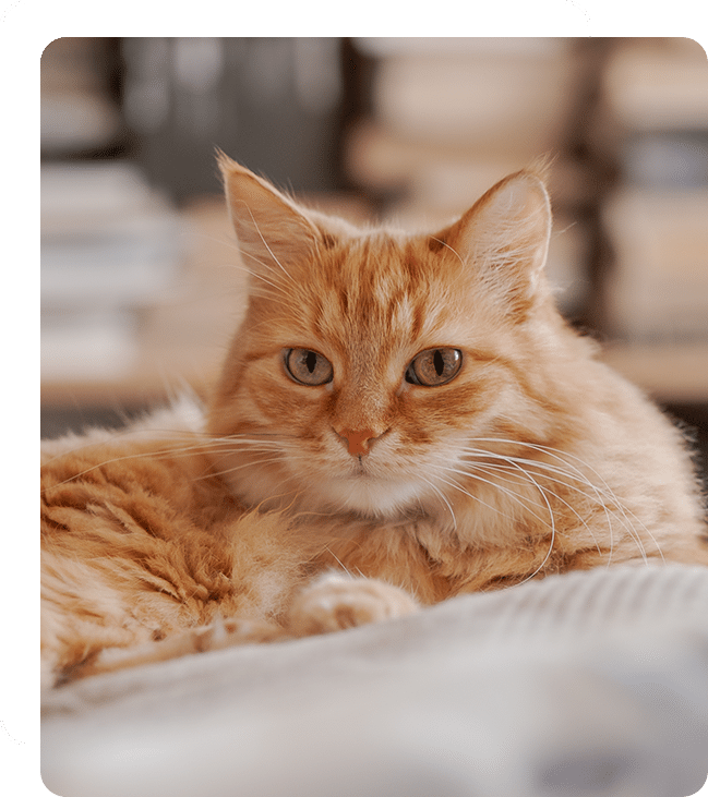 A fluffy orange cat with green eyes lies comfortably on a bed or couch, looking directly at the camera. The background is softly blurred, featuring what appears to be shelves filled with books or various items, as if the cozy scene was captured by a vet during a calm moment at the clinic.
