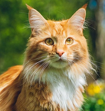 Affordable Vet Clinic in Lake Forest, CA. affordable veterinarian