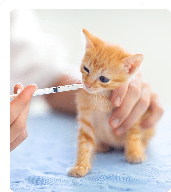 Affordable Vet Clinic in Lake Forest, CA. affordable veterinarian