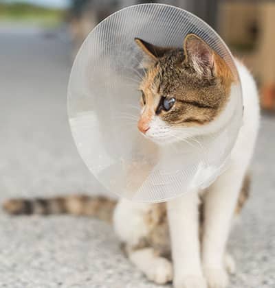Affordable Vet Clinic in Lake Forest, CA. affordable veterinarian