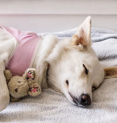 Affordable Vet Clinic in Lake Forest, CA. affordable veterinarian