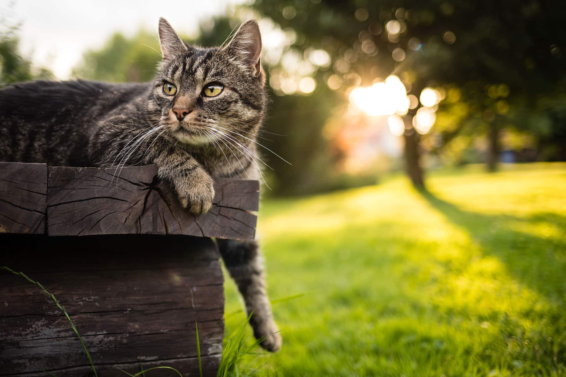 A tabby cat with green eyes rests on a wooden structure in a sunlit garden, recently back from the vet. The cat has one paw hanging over the edge, gazing into the distance with a serene expression. The background features lush green grass and trees illuminated by warm sunlight.
