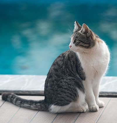Affordable Vet Clinic in Ladera Ranch, CA. affordable veterinarian