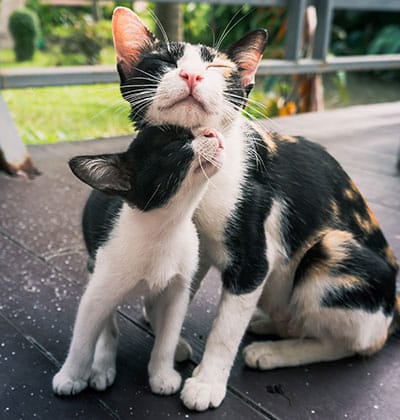 Affordable Vet Clinic in Laguna Woods, CA. affordable veterinarian