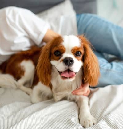 Affordable Vet Clinic in Mission Viejo, CA. affordable veterinarian
