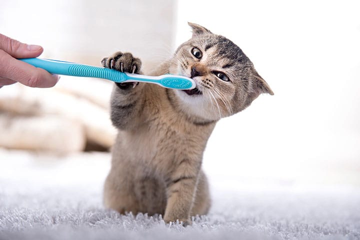 A person holds a blue toothbrush while a playful tabby kitten grabs it with its paws and bites the bristles on a soft, white carpet.