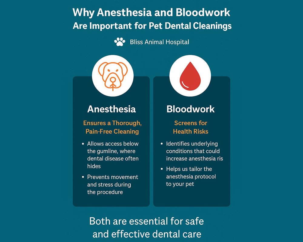 Infographic from Bliss Animal Hospital titled “Why Anesthesia and Bloodwork Are Important for Pet Dental Cleanings.” It shows that anesthesia allows for a thorough, stress-free cleaning under the gumline, while bloodwork screens for hidden health issues and helps customize anesthesia for safety.