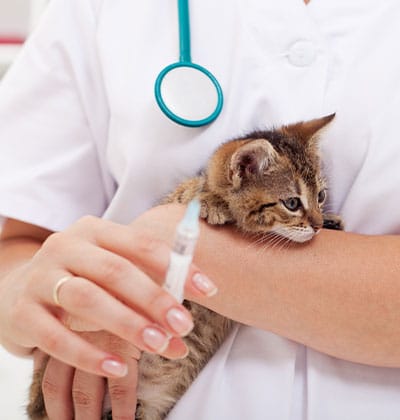 A veterinarian in a white coat holds a small brown and black kitten while preparing to give it a vaccination with a syringe. The stethoscope around the vet’s neck is visible.