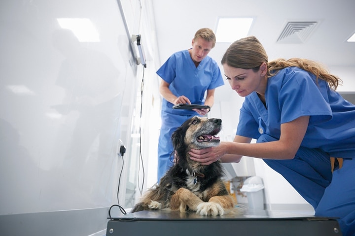 French Bulldog recovering after BOAS surgery in veterinary clinic in Orange County, CA
