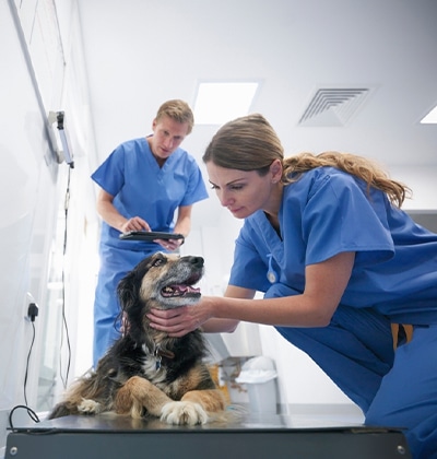 French Bulldog recovering after BOAS surgery in veterinary clinic in Orange County, CA
