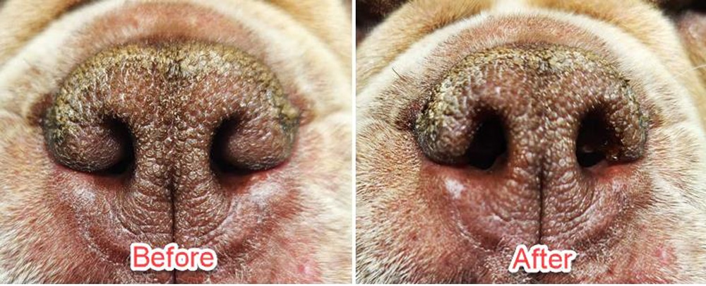 French Bulldog recovering after BOAS surgery in veterinary clinic in Orange County, CA