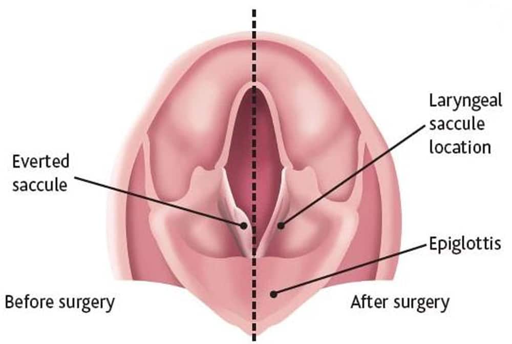 French Bulldog recovering after BOAS surgery in veterinary clinic in Orange County, CA