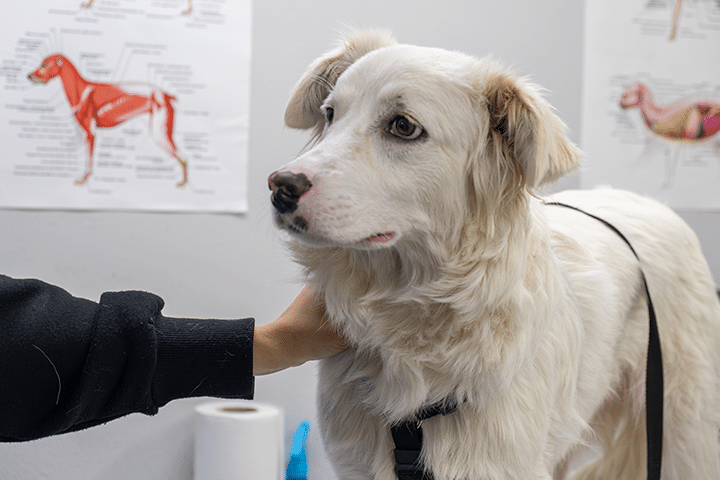 A white dog with light brown ears is standing on an examination table while a person gently holds its neck. Anatomical charts of animals hang on the wall in the background.