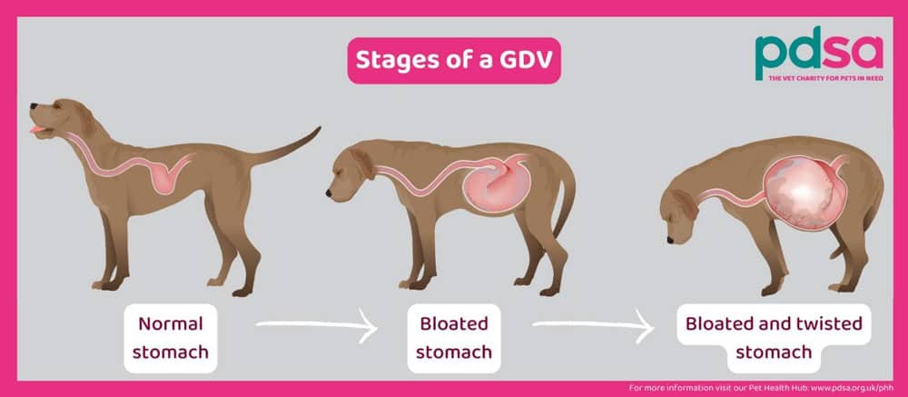 Illustration showing stages of GDV in dogs. First image: normal stomach. Second image: bloated stomach. Third image: bloated and twisted stomach. Includes pink and gray color scheme with PDSA logo in top right corner.