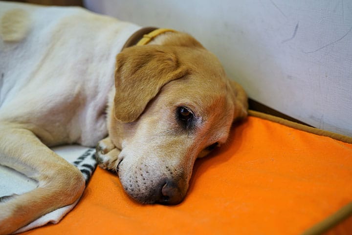 A yellow Labrador retriever is lying on an orange mat, resting its head and looking off to the side with a calm, slightly sad expression.