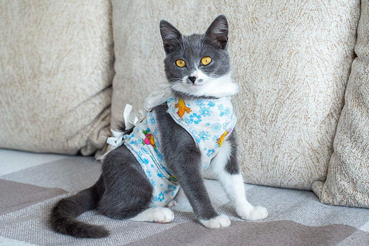 A gray and white cat with bright yellow eyes is sitting on a couch, wearing a blue patterned onesie with bows tied at the back. The background features light-colored cushions.
