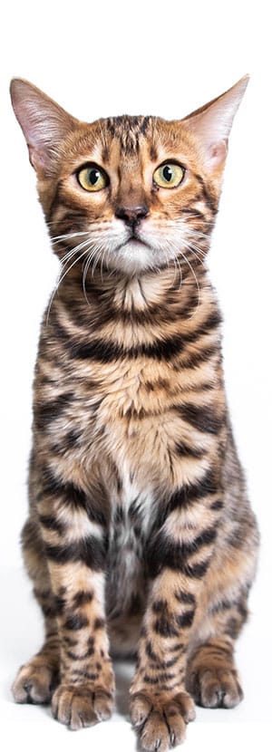 Cat Spay and Neuter near Rancho Santa Margarita, CA veterinary clinic Cat spay and neuter vet clinic male and female surgical pet procedure