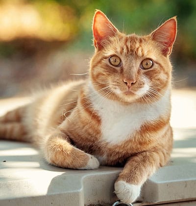 A relaxed orange tabby cat with white markings on its chest and paws is lying down on an outdoor surface, bathed in warm sunlight. The background, a blurred mix of greens and earthy tones suggesting a natural or garden setting, makes it seem like it's just returned from the vet.