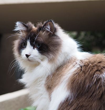 Cat Spay and Neuter near Tustin, CA veterinary clinic Cat spay and neuter vet clinic male and female surgical pet procedure