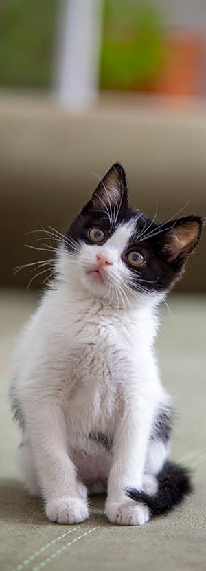 Cat Spay and Neuter near Tustin, CA veterinary clinic Cat spay and neuter vet clinic male and female surgical pet procedure