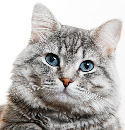 cat spay and neuter cap neuter clinic cat neuter procedure mal cat neuter