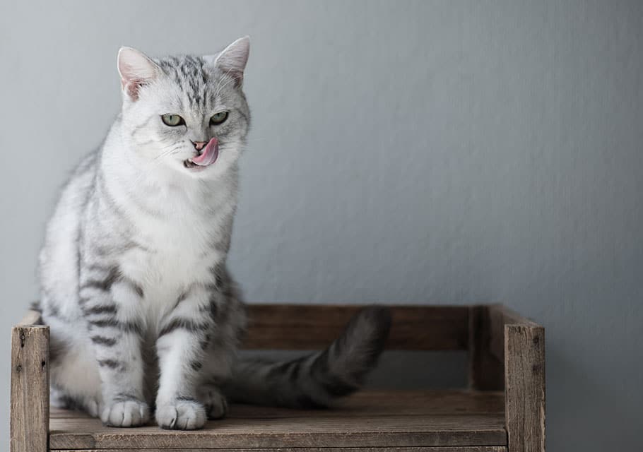 cat spay and neuter cap neuter clinic cat neuter procedure mal cat neuter