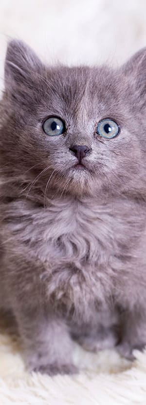A close-up of a fluffy gray kitten with blue eyes sitting on a soft white surface. The kitten, looking directly at the camera with curiosity and alertness, could easily charm any veterinarian. Its fur appears soft and dense, with delicate whiskers visible around its nose.