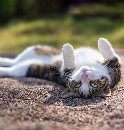 A cat with green eyes lies on its back on a gravel surface, paws up in the air. The cat has a white belly, legs, and face, with brown and black striped fur on its back and sides. The background is out of focus, showing a grassy area outside the veterinarian's clinic.