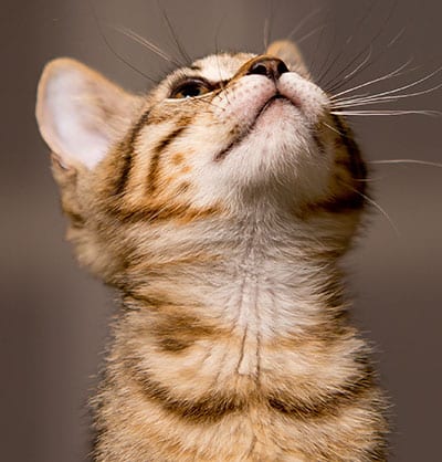 cat spay and neuter