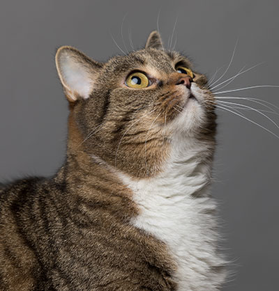 cat spay and neuter