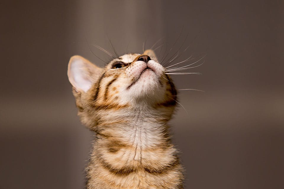 cat spay and neuter