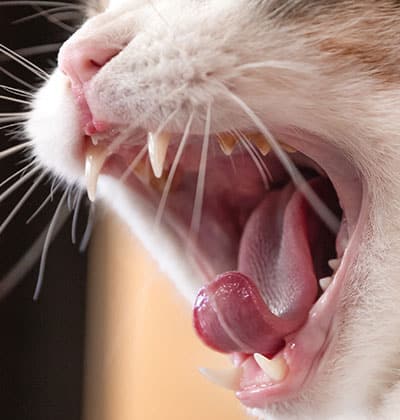 Cat Teeth Cleaning near Irvine, CA veterinary clinic Affordable cat Dental Cleaning vet clinic cat dentist