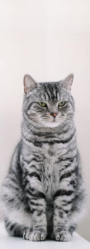Cat Teeth Cleaning near Irvine, CA veterinary clinic Affordable cat Dental Cleaning vet clinic cat dentist