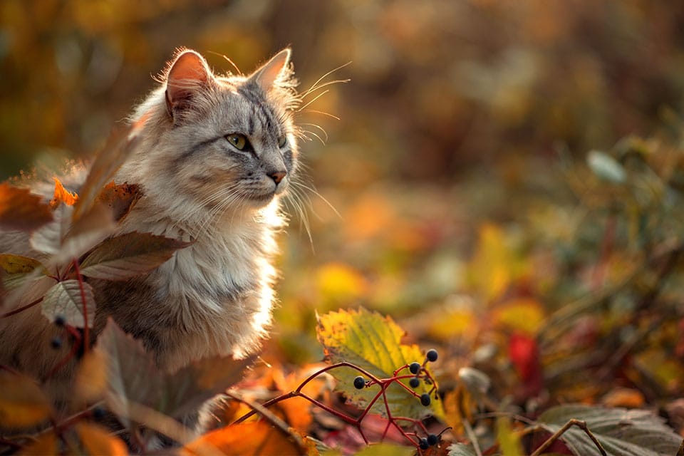 Cat Teeth Cleaning near Irvine, CA veterinary clinic Affordable cat Dental Cleaning vet clinic cat dentist