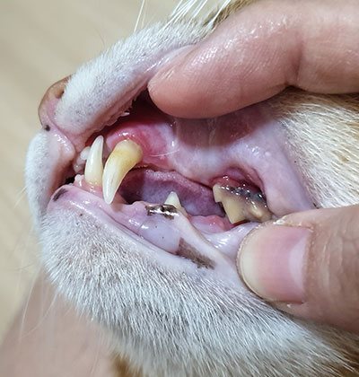 Cat Teeth Cleaning near Rancho Santa Margarita, CA veterinary clinic Affordable cat Dental Cleaning vet clinic cat dentist