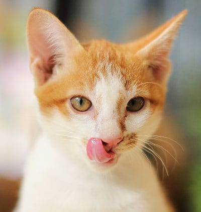 Cat Teeth Cleaning near Tustin, CA veterinary clinic Affordable cat Dental Cleaning vet clinic cat dentist.