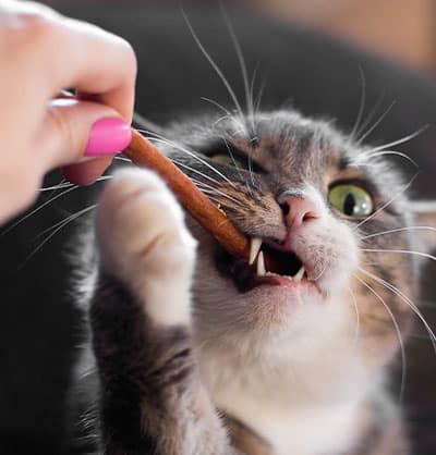 Cat Teeth Cleaning near Tustin, CA veterinary clinic Affordable cat Dental Cleaning vet clinic cat dentist.