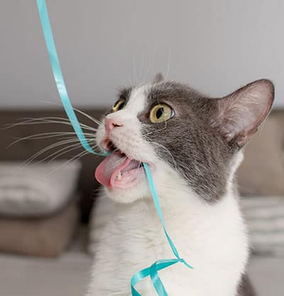 Cat Teeth Cleaning near Tustin, CA veterinary clinic Affordable cat Dental Cleaning vet clinic cat dentist.