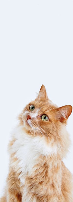 Cat Teeth Cleaning near Tustin, CA veterinary clinic Affordable cat Dental Cleaning vet clinic cat dentist.