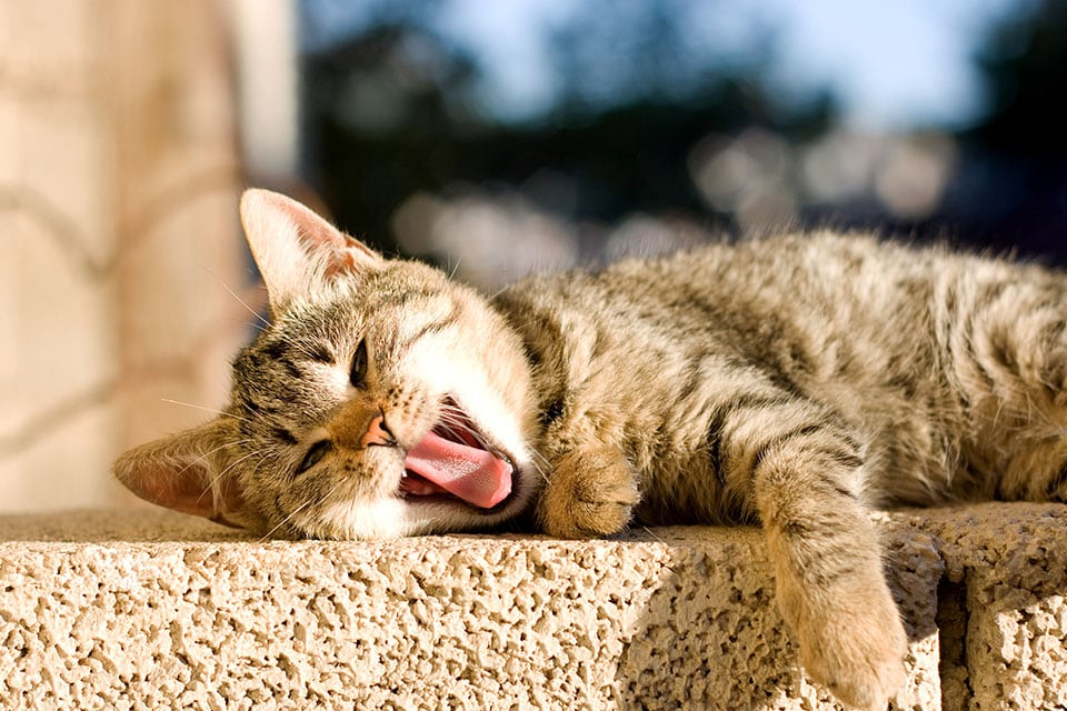 Cat Teeth Cleaning near Tustin, CA veterinary clinic Affordable cat Dental Cleaning vet clinic cat dentist.
