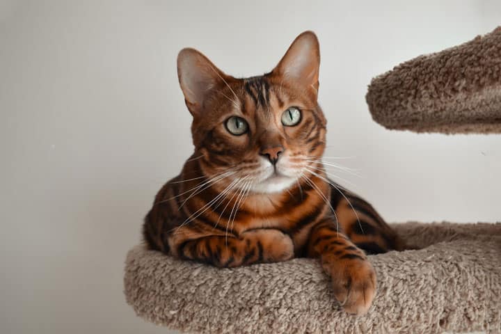 cat urinary tract infection uti causes symptoms and treatment