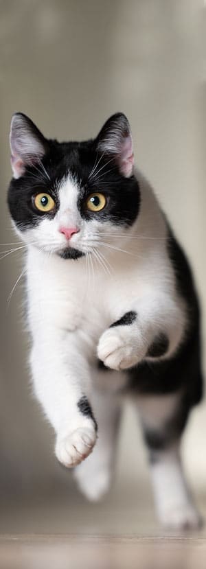 Cat Vaccinations near Irvine, CA veterinary clinic cat vaccine clinic vet clinic essential cat shots pet vaccination