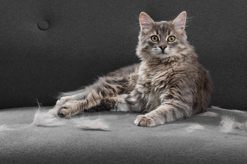 Cat vet near Irvine, CA cat veterinarian clinic feline veterinarian hospital cat friendly vet clinic
