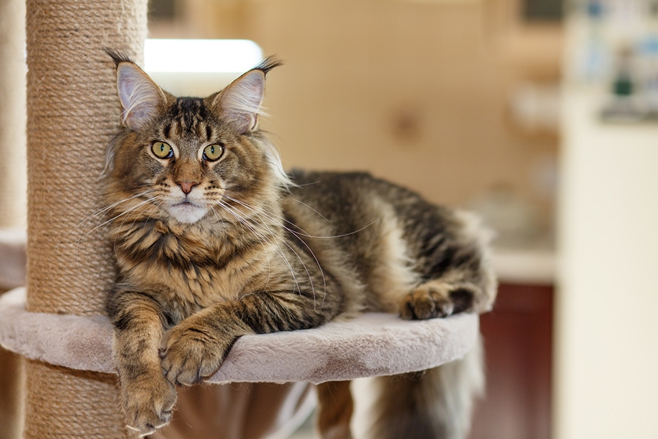 Cat vet near Mission Viejo, CA cat veterinarian clinic feline veterinarian hospital cat friendly vet clinic