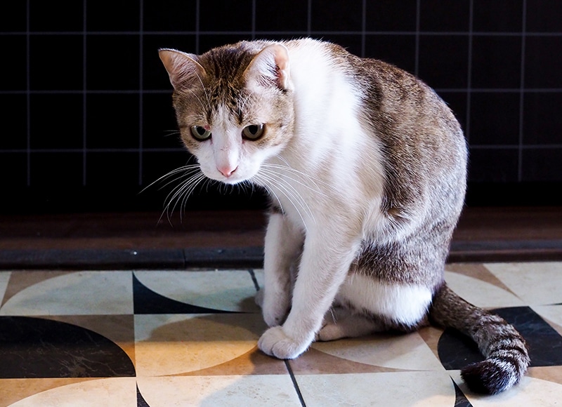 Cat vet near Mission Viejo, CA cat veterinarian clinic feline veterinarian hospital cat friendly vet clinic