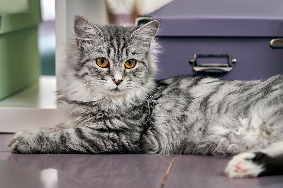 Cat vet near Rancho Santa Margarita, CA cat veterinarian clinic feline veterinarian hospital cat friendly vet clinic