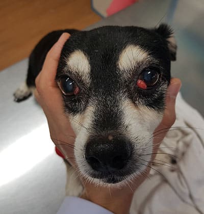 A small black and white dog with prominent red eyes is gently held by a person's hand, capturing the perfect blog-worthy moment. The dog's face is the focus as it lies on a metallic surface. The person sports a light-colored sleeve, adding contrast to the scene.