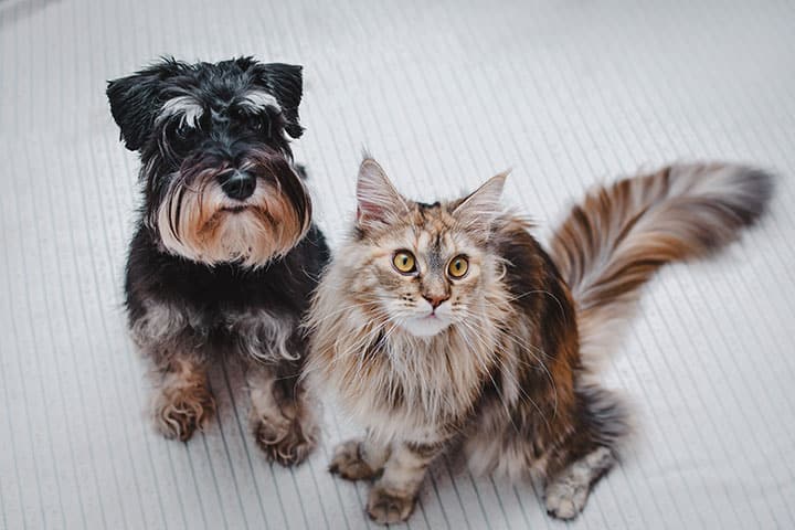 cystotomy surgery pets dog and cat veterinary